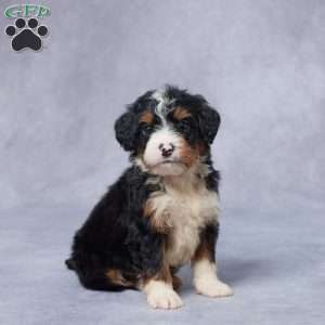 Jake, Mini Bernedoodle Puppy